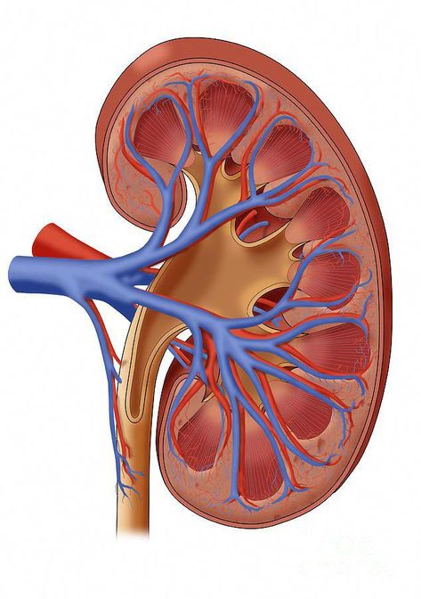 Healthy Kidney, Illustration is a photograph by Monica Schroeder which was uploaded on December 14th, 2014. The photograph may be purchased as wall art, home decor, apparel, phone cases, greeting cards, and more. All products are produced on-demand and shipped worldwide within 2 - 3 business days. Kidney Illustration, Kidney Anatomy, Medical Stickers, Healthy Kidneys, Kidney Function, Biology Art, Science Illustration, Human Anatomy Art, Medical Tests