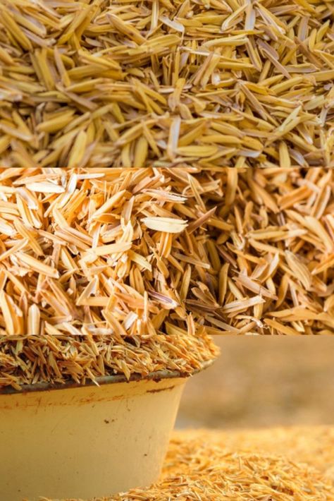 Supplier of Rice Husk Best Quality Dry Husk Per day - 10 to 15 Truck Please Contact: - WhatsApp - +917357648064 #quality #quality #quality #quality #quality #cuminseeds #cuminpowder #cumin #rajasthan #rajasthancumin ##peanuts #peanutbutter #peanut #peanutoil #wheat #wheatflour #wheaton #sugar #sugarindustry #sugarcane #sugarland #sugarfree #sugarmills #sugarbeet #bihar #delhi #mumbai #exporter #export #exporters #exportersindia Sugar Industry, Rice Husk, Sugar Beet, Silhouette Photography, Peanut Oil, Wheat Flour, How To Dry Basil, Sugar Free, Mumbai