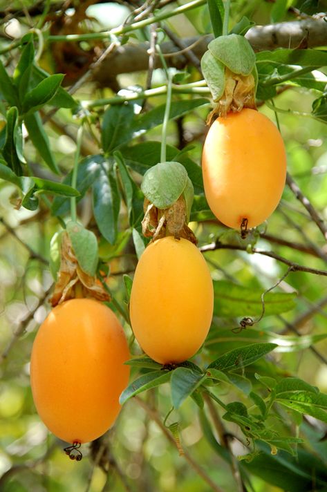 The yellow variety of Passion Fruit is good to eat and easily grown in the Naples, Florida garden.  It is a climbing vine and requires a growth up and over to produce fruit.  Set it up on climbing wall and enjoy. Strange Fruit, Beautiful Fruits, Exotic Food, Unusual Plants, Exotic Fruit, Fruit Garden, Tropical Fruits, Delicious Fruit, Healthy Fruits