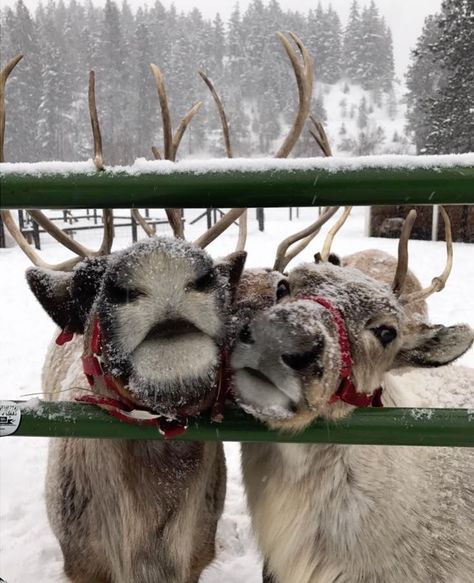 Leavenworth, WA might just be the top winter city in America The Snow, Reindeer, Christmas