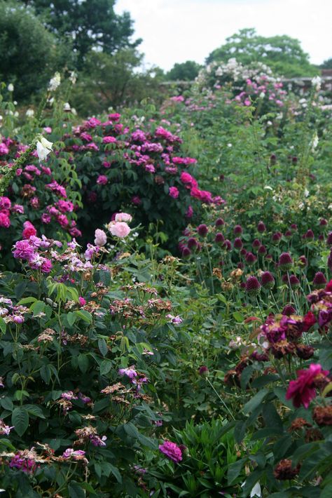 Mottisfont Abbey, Mystery Garden, Rose Garden Landscape, English Garden Design, Forest Life, Setting Inspiration, Simple Garden, Earthly Delights, English Gardens