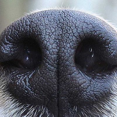 Dog Eye Photography, Dogs Nose, Dog Family Pictures, Dog Noses, Close Up Art, Animal Noses, Animal Eyes, Sarah Connor, Fur Texture