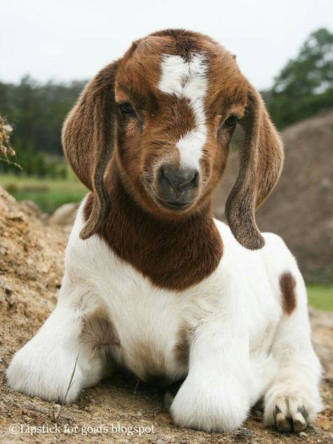 Oh one of my new babies look like this one...now I  need a name!  Just to let you know......  her name is now  Millie Baby Goat Pictures, Goat Ears, Goat Picture, Regnul Animal, Boer Goats, Baby Goat, Cute Goats, Goat Farming, Baby Goats