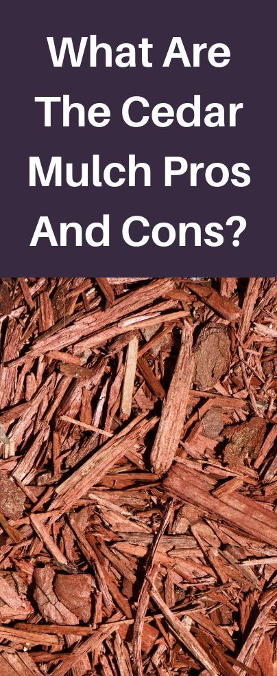 Understanding the cedar mulch pros and cons is an added advantage for farmers who intend to use it for mulching purposes. Cedar mulch is a natural product that adds beauty and charm to your garden. It comes from the waste material of the cedar tree. Cedar trees are majestic trees whose origin comes from the Himalayas and the Mediterranean basin. Cedar Mulch, Wood Chip Mulch, Cedar Chips, Planting Fruit Trees, Types Of Mulch, Cedar Tree, Waste Material, Organic Mulch, Cedar Trees