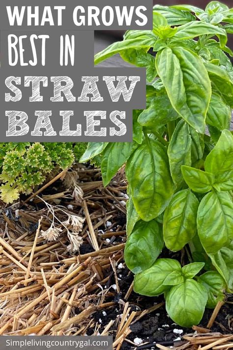 Best Veggies To Grow, Hay Bale Gardening, Strawbale Gardening, Veggies To Grow, Best Veggies, Potato Gardening, Garden Planning Layout, Unique Planters, Straw Bale Gardening