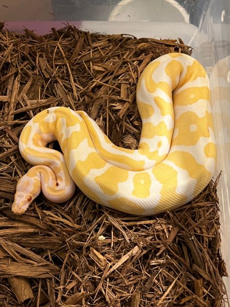 Ballpoint Python, Albino Python Snake, Ball Python Albino, Albino Ball Python Aesthetic, Albino Snake Ball Python, Ball Python Axanthic, Albino Burmese Python, Ball Python Wallpaper, Lesser Ball Python