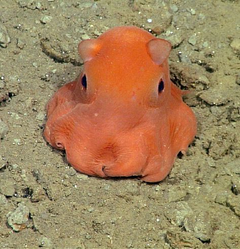 Flapjack Octopus, Dumbo Octopus, Deep Sea Creatures, Beautiful Sea Creatures, Water Animals, Cute Fish, Aquatic Animals, Pretty Animals, Silly Animals