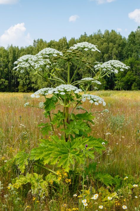 Ophelia Costume, Weeds In Garden, Giant Hogweed Plant, Poison Flowers, Hogweed Plant, River Plants, Giant Hogweed, Dangerous Plants, Magic Plants