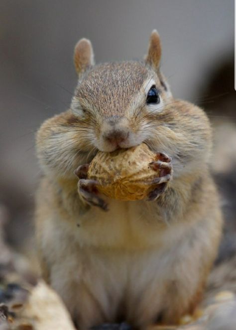 Chipmunk Cheeks, Cute Squirrel, Chinchillas, Cute Animal Photos, Wildlife Animals, Rodents, Cute Creatures, Animal Planet, Chipmunks