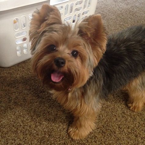 Look at that face! ❤️ Yorkie Puppy Haircuts, Yorkshire Terrier Grooming, Yorkie Hair, Yorkie Cuts, Yorkie Hairstyles, Puppy Haircut, Yorkie Haircuts, Yorkshire Terrier Haircut, Puppy Cut