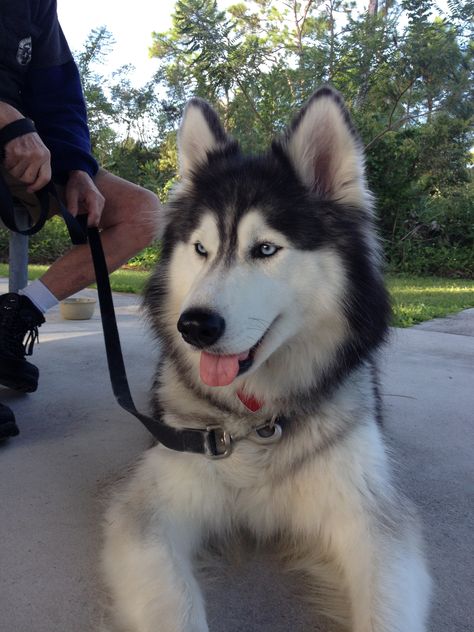 Haski Dog, Husky Pet, Cute Husky Puppies, Puppy Dog Pictures, Cute Husky, Siberian Husky Puppies, All Dogs, Pretty Dogs, Pretty Animals