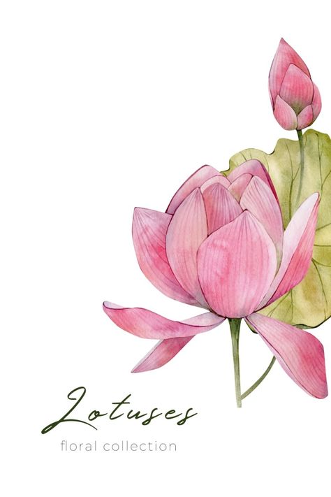 Lotus Bud Drawing, Lotus Illustration Art, Lotus Illustration Design, Waterlily Illustration, Waterlily Drawing, Lotus Flower Painting Watercolors, Watercolour Lotus, Lotus Watercolor Painting, Rose Flowers Drawing