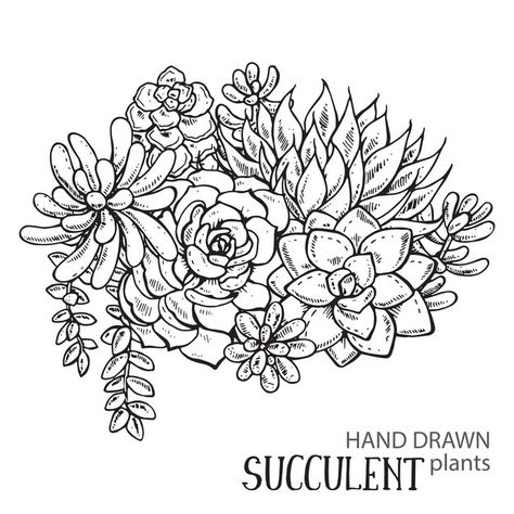 Discover thousands of Premium vectors available in AI and EPS formats Plants Black And White, Succulent Drawing, Succulent Tattoo, Succulents Drawing, Black And White Graphic, Succulent Art, Plant Vector, Tattoo Outline, Succulent Plants