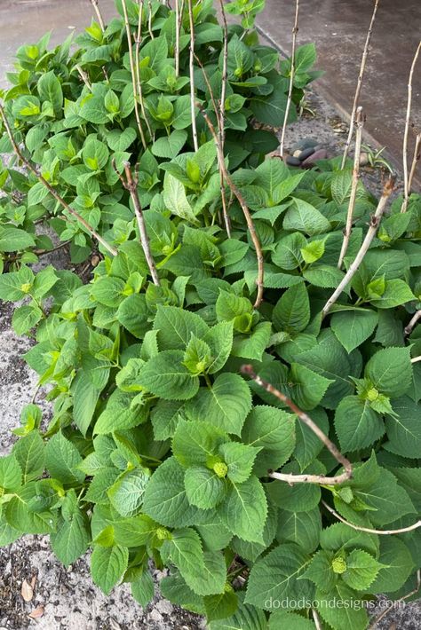 Pruning Hydrangeas, Kill Weeds, Wooden Picnic Tables, Hydrangea Bloom, Hydrangea Bush, Hydrangea Care, Plant Diseases, Painted Flower Pots, Gardening Tools