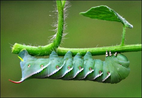 Over 3 inches long, this guy ate a large number of leaves before I discovered him. better view Edible Bugs, Edible Insects, Shtf Survival, Wild Food Foraging, Edible Wild Plants, Home Defense, Tomato Plants, Fish Camp, Wilderness Survival