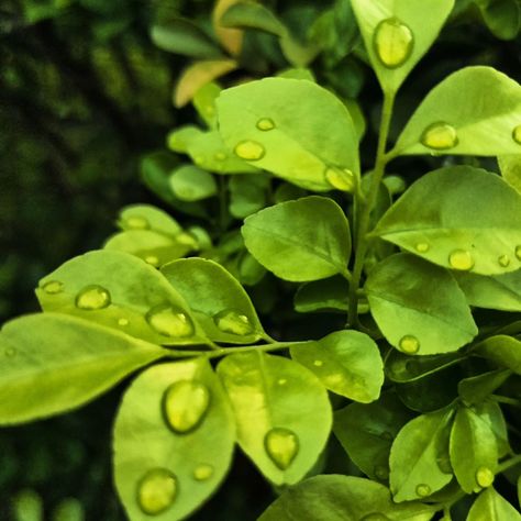 Nature's diamonds, captured in a moment..🌿💧 Follow - @ecospiritlens ❤️ #NaturePhotography #WaterDrops #MacroMagic #NatureLovers #LeafPhotography #MacroPhotography #HDPhotography #NaturePerfection #NatureShots #Greenery #CloseUp #PhotographyLovers #InstaNature #NatureInFocus #MacroBeauty Nature, photography, water drops, leaves, HD, macro, close-up, nature lovers, greenery, nature shots, macro magic, beauty, detail, nature perfection, leaf photography. Close Up Nature, Embroidery Images, Photography Water, Leaf Photography, Ap Studio Art, Studio Art, Art Portfolio, Photography Lovers, Water Drops