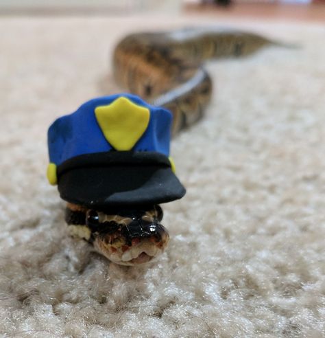 Officer Noodles reporting for cuteness patrol. Cute baby ball python in a hat. His name is boop noodle. Or noodles for short. So cute!! Ball Python With Hat, Cute Snakes With Hats, Snakes In Hats, Boop Noodle, Adorable Snakes, Snakes With Hats, Baby Ball Python, Corn Snakes, Danger Noodles