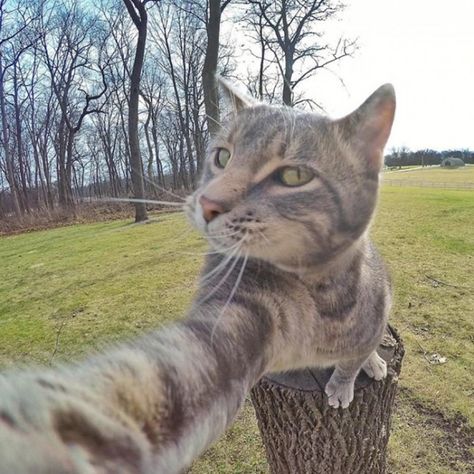 Manny, The 'Selfie Cat' Takes Impressive Photos of Himself With a GoPro Camera - I Can Has Cheezburger? Taking Cat, Cat Couple, Cat Selfie, Cat Pose, Kitten Pictures, Cat Icon, Funny Cats And Dogs, Funny Dog Videos, Funny Cat Pictures