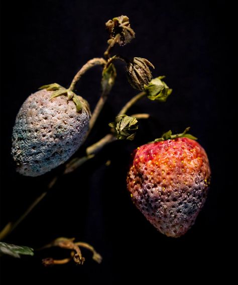 Decaying Fruit, Coursework Art, Rotting Fruit, Strawberry Tops, Decay Photography, Lockdown Art, Decay Art, Rotten Fruit, Mad Woman