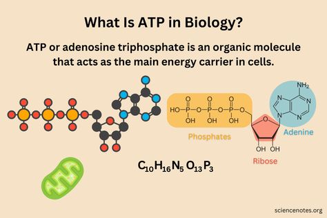 What Is ATP in Biology? Adenosine Triphosphate Facts Atp Biology Notes, Atp Biology, Academia Study, Nitrogenous Base, Adenosine Triphosphate, Bio Notes, Exothermic Reaction, Learn Biology, Medical Study