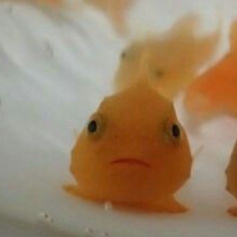 Fish Matching Pfp, Animals Pfp, Cute Fish, Profile Pics, Matching Pfps, Matching Pfp, Matching Icons, Profile Picture, Fish