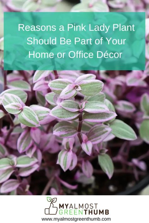 Wondering whether a pink lady plant is a good choice for your home or office decor? Here are some things to consider and tips for caring for a pink lady plant.  The post Reasons a Pink Lady Plant Should Be Part of Your Home or Office Décor  appeared first on My Almost Green Thumb. Pink Lady Plant, Succulent Soil, Houseplants Indoor, Hardy Plants, Tall Plants, Pink Lady, Beautiful Centerpieces, Fake Plants, Large Plants