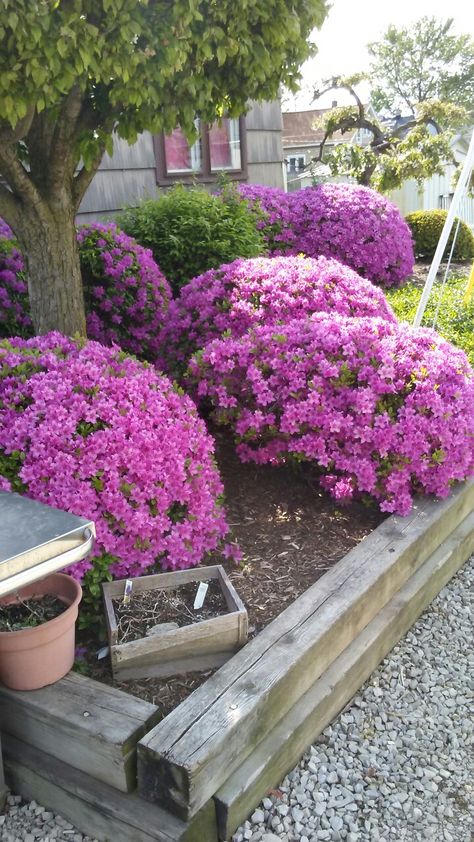 Azalea bushes. Started out in 5 gallon pots. Trimmed every year. They are 25 years old. Azalea Bushes Front Yards, Azelia Bush, Azaleas Landscaping, Azalea Bush, Backyard Landscape, Flower Pots Outdoor, Landscape Ideas, 25 Years Old, Backyard Landscaping