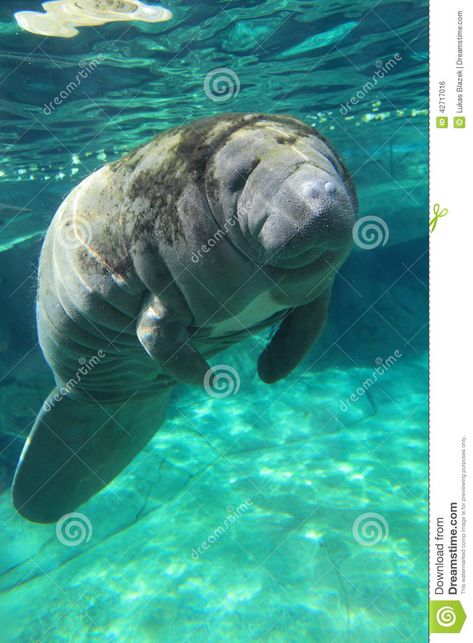 Manatee Art, Cow Fish, Sea Cow, Underwater Animals, Aquatic Animals, Endangered Animals, Marine Mammals, Silly Animals, Sea Water