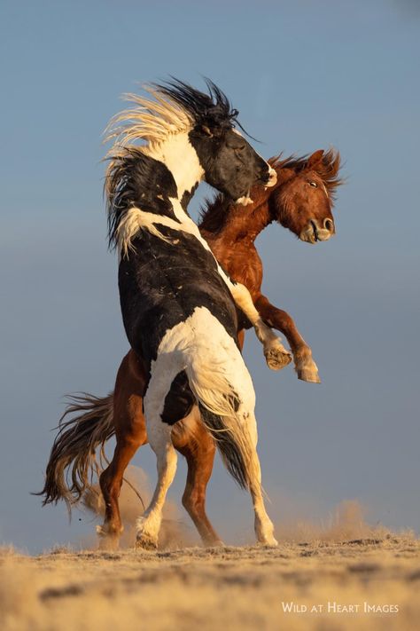 Mustang Horses Photography, Horse Falling, Wild Mustang Horses, Equine Art Paintings, Mustang Horses, Tattoo 2022, Untamed Heart, Wild Horses Mustangs, Wild Horses Running