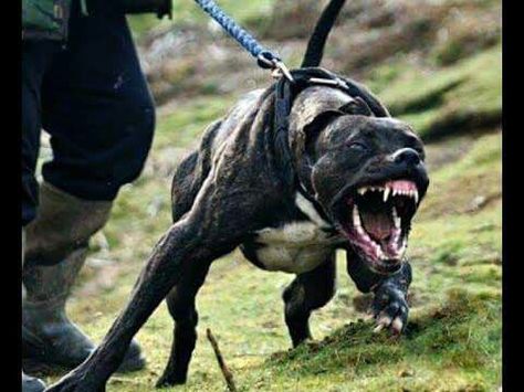 Omg,  I'm not sure if this dog is in pain,  angry   pissed off. Or possibly all three,  wtf. Pitbull Attacks, Scary Dogs, Dangerous Dogs, Huge Dogs, Giant Dogs, Pitbull Puppy, Aggressive Dog, Airedale Terrier, Bully Breeds