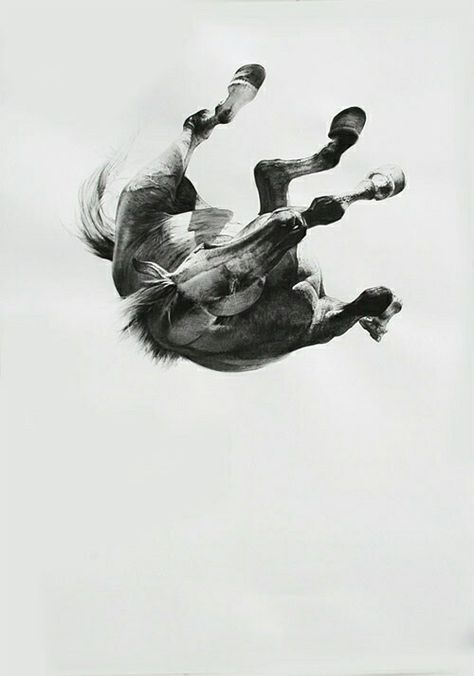 Horse falling The Smashing Pumpkins, Horse Inspiration, Equestrian Art, Equine Art, Horse Photography, Australian Artists, Horse Art, Green Day, A Horse