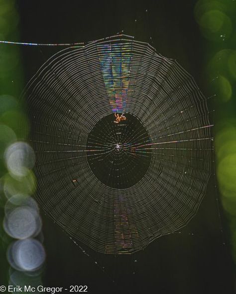 SPINY ORB WEAVER WEB - Composition Thursday #PhotoOfTheDay #Spiderweb #SpinyBackedOrbWeaver #TinyNature #SpinyOrbWeaver #spider #OrbWeaver #arachnid #spiders #insect #arachnids #CreepyCrawler #insects #IntoTheTrees #forest #IntoTheWoods #WalkInTheWoods #woods #habitat #wildlife #nature #NYwildlife #hiking #TallmanMountain #TallmanMountainStatePark #NewYork #WildlifePhotography #NaturePhotography #InsectPhotography #Photography #ErikMcGregor © Erik McGregor - erikrivas@hotmail.com - 917-225-8963 Spiny Orb Weaver, Orb Weaver Spider, Orb Weaver, Insect Photography, Spider Art, Arachnids, Walk In The Woods, Wildlife Nature, Spiders