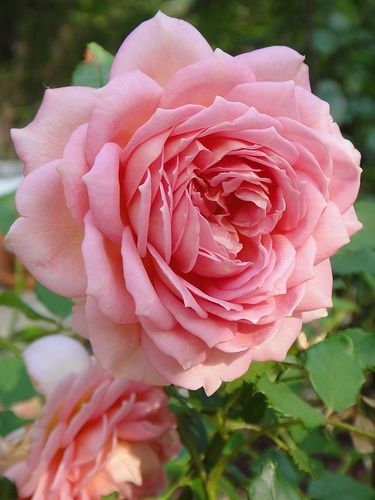 Rose Belle, Rose Scent, Coming Up Roses, Damask Rose, David Austin Roses, Colorful Roses, Flowers Rose, Antique Roses, Love Rose