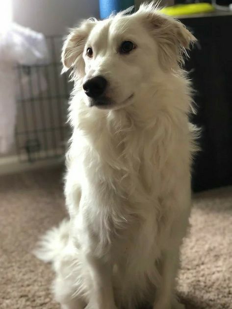 Swiss Shepherd, White Border Collie, White Swiss Shepherd, Border Collie Mix, Border Collie Puppies, Collie Mix, Crazy Dog Lady, Pretty Dogs, Mixed Breed Dogs