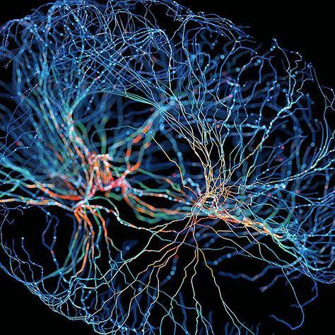 ‘A pivotal moment in neuroscience’: Scientists finally discover the brain cells that make you unique — BBC Science Focus Magazine Neuron Structure, Information Theory, Cerebral Cortex, University Of Rochester, Brain Scan, Magnetic Resonance Imaging, Magnetic Resonance, Brain Development, Brain Activities