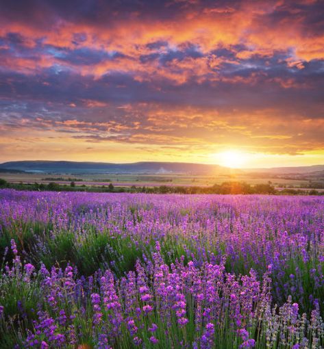 90,100+ Lavender Fields Stock Photos, Pictures & Royalty-Free Images - iStock | Walking lavender fields, Lavender fields france, Lavender fields provence Lavender Fields France, Lavender Fields Photography, Aroma Therapy, Lavender Garden, Lavender Plant, Summer Backgrounds, Garden Pictures, Fields Photography, Landscape Artwork