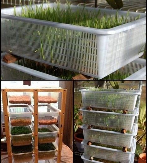 Fodder For Goats, Growing Fodder For Rabbits, Diy Chicken Fodder, Chicken Fodder Diy How To Grow, Growing Chicken Fodder, Farm Must Haves, Chicken Fodder System Diy, Growing Fodder For Chickens, Rabbit Fodder