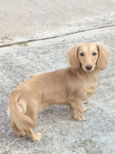 Ee English Cream Dachshund, Cream English Dachshund, Minature Dachshund Cream, Creme Long Haired Dachshund, Blonde Sausage Dog, English Cream Dashound, English Cream Long Haired Dachshund, English Daschund, Long Haired Miniature English Cream Dachshund