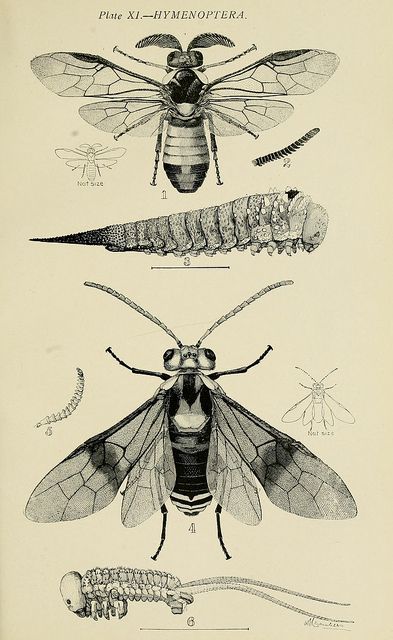 n134_w1150 by BioDivLibrary, via Flickr Australian Insects, Insect Anatomy, Insects Art, Fauna Illustration, Scientific Drawing, Types Of Bugs, Science Illustration, Insect Art, Scientific Illustration