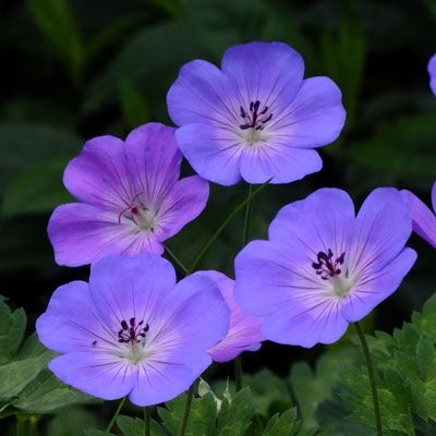 Geranium Azure Rush. 1-2' h, 2-3' sp. Geranium Himalayense, Frost Protection For Plants, Geranium Sanguineum, Geranium Rozanne, Potted Geraniums, Hardy Geranium, Rock Garden Plants, Blue And Purple Flowers, Light Blue Flowers