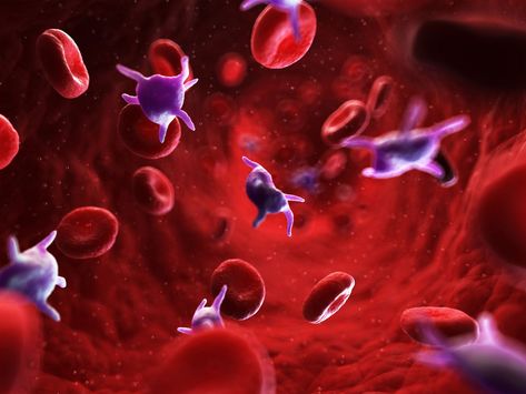 How to Increase Your Platelet Count Low White Blood Cells, Low Platelets, Black Seed Oil, White Blood Cells, Nutrient Rich Foods, Red Blood Cells, Evening Primrose, Blood Cells, Image Frame