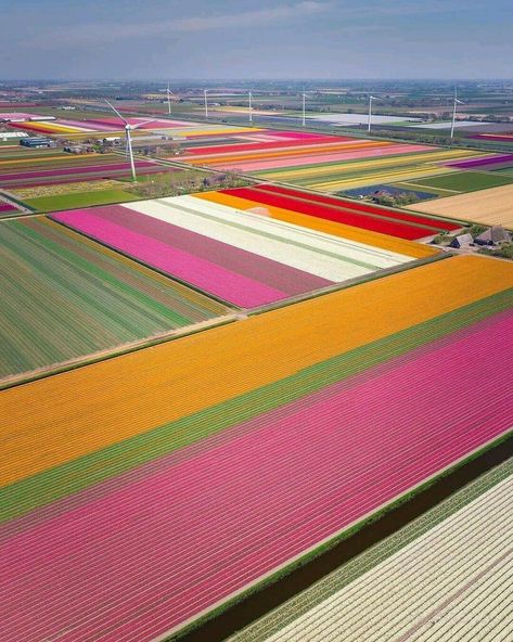 tulip field in Holland<3 Tulip Fields Netherlands, I Amsterdam, Tulip Fields, Wroclaw, Flower Field, Vacation Trips, Wyoming, The Netherlands, All Over The World