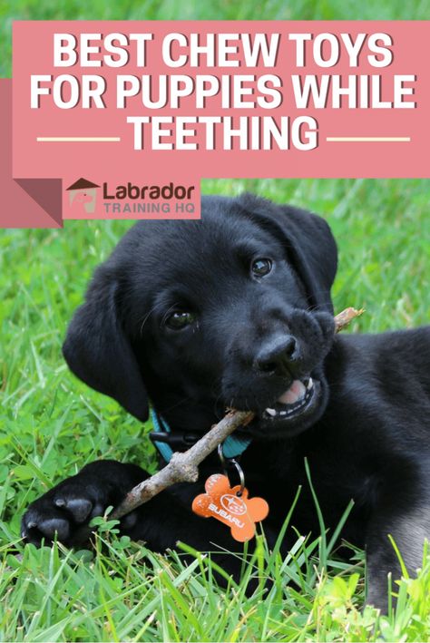 Diy Chew Toys For Dogs, Puppy Teething Remedies, Best Toys For Puppies, Chew Toys For Puppies, Lab Puppy Training, Puppy Teething Toys, Best Teething Toys, Toys For Puppies, Puppy Tips