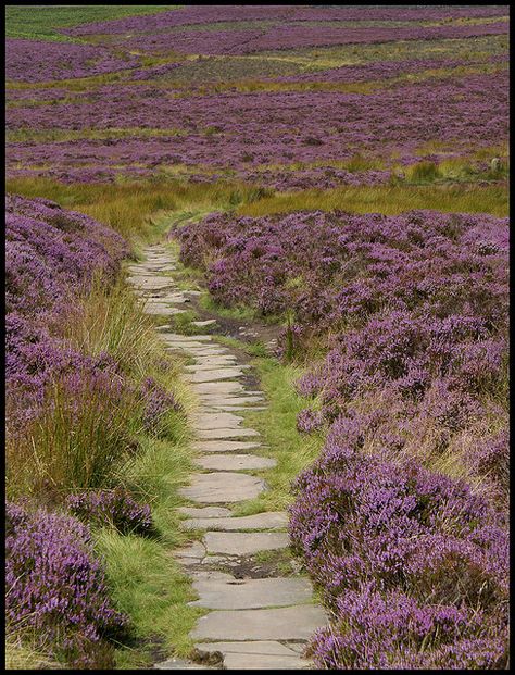 Heather glen of Scotland. Scottish Heather, Scotland Forever, England And Scotland, Scotland Travel, British Isles, Scottish Highlands, Belleza Natural, Both Sides, Nature Beauty