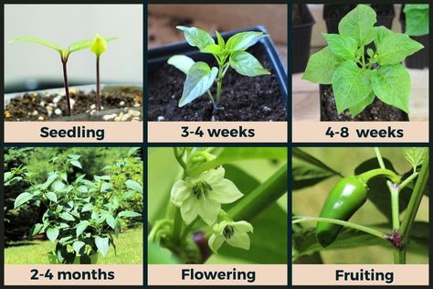 Jalapeno Plant Stages (w/Pictures) - Seedling to Harvest | Pepper Geek Jalapeno Garden, Jalapeno Plants In Pots, Grow Jalapenos, Jalapeño Plant, Jalapeno Plants Growing, How To Save Jalapeno Seeds, Jalapeno Seeds Planting, Pepper Seedlings, Chilli Plant Care