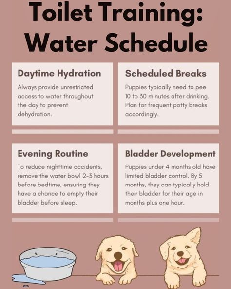 Puppy Toilet Training Tips, How To Potty Train A Dog, How To Potty Train A Puppy, Puppy Potty Training Schedule, Yorkie Potty Training, Water Schedule, Potty Training Schedule, Puppy Toilet Training, Tips For Dogs