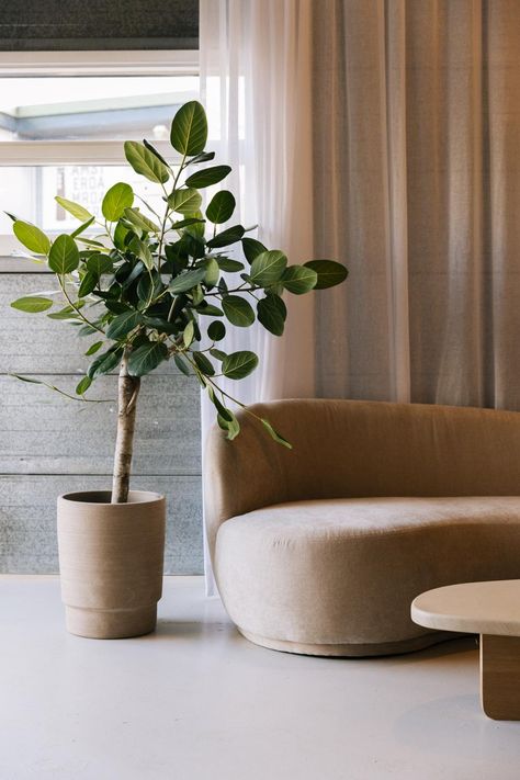 Aesthetic Coffee Corner, Coffee Showroom, Ficus Tree Indoor, Greige Interior, Plant For Beginners, Ficus Audrey, Sofa Room, Fig Plant, Ficus Lyrata