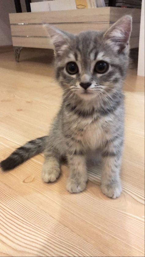 Cute Grey Kitten, Grey Tabby Kittens, Grey Tabby Cat, Grey Kitten, Top Cat, Tabby Kitten, Cute Cats Photos, Baby Kittens, Cat Photos