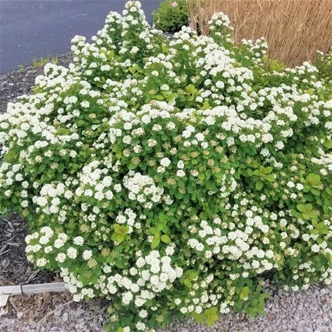 Birchleaf Spirea, Evergreen Foundation Planting, Spirea Bush, Spirea Shrub, White Flowering Shrubs, Shrubs For Landscaping, Landscaping Shrubs, Evergreen Bush, Bushes And Shrubs