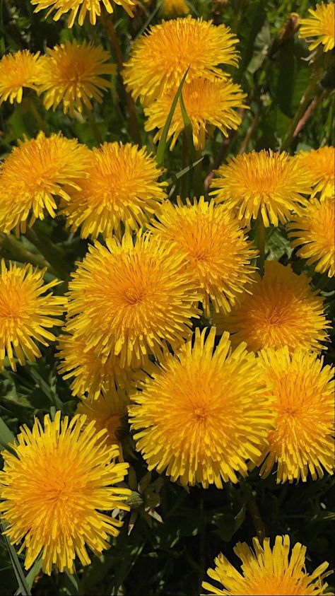 Yellow Dandelion Aesthetic, Yellow Flower Pictures, Dandelion Yellow, Wild Flower Meadow, Yellow Plants, Garden Angels, Natural Ecosystem, Dandelion Flower, Yellow Aesthetic